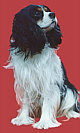Cavalier King Charles Spaniel - to learn more about me just click me - no no  not kick me - click me geeeeeez