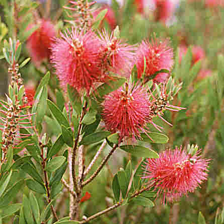 Australian Flowers Native