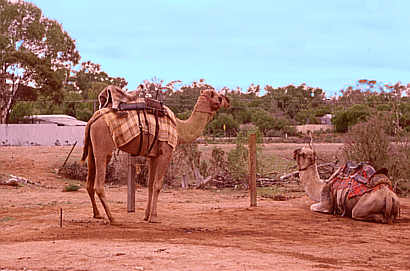 Camels in Outback Australia