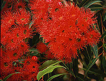 Flowers on native tree named Flowering Red Gum