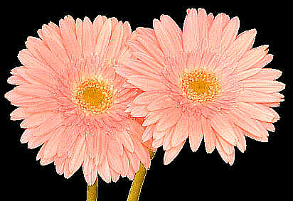Gerbera also known as South African Daisy