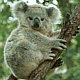 Koala - bear like marsupial of Australia