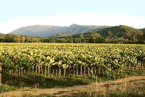 Tobacco farm near Myrtleford - Victoria