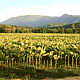 Myrtleford - Victoria - tobacco farm