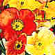 Poppies