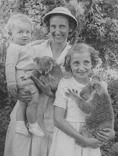 Koalas at Lone Pine wild life Scantuary in Queensland