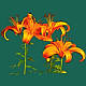 Tiger Lilies
