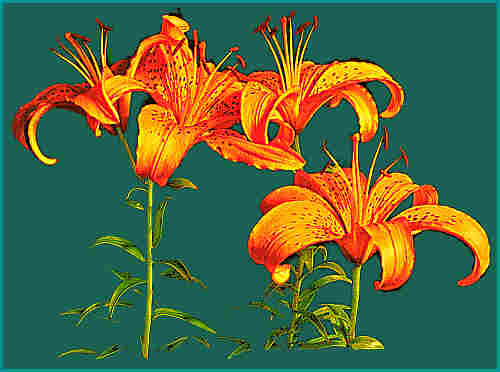 Tiger Lilies