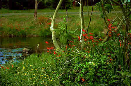 Yarra River in Warburton - Victoria
