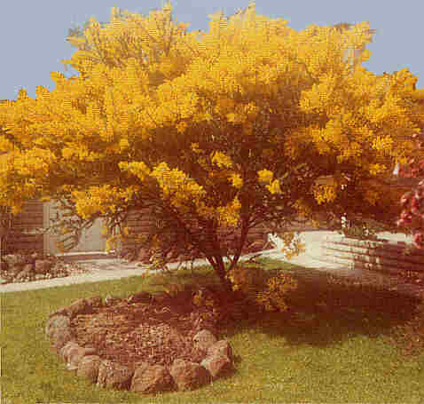 Golden Wattle Tree