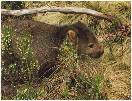 Wombat - Australian native animal