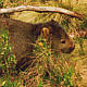 Wombat - Australian native animal