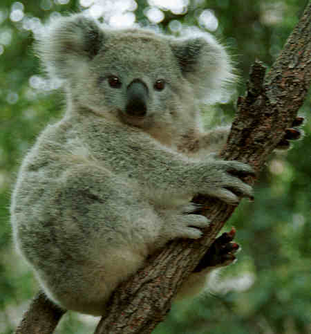 Koala native marsupial of Australia